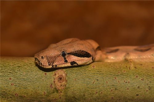 女人梦到自己被蛇咬了手:女人梦到自己被蛇咬了手,解密梦境中的隐喻与心理暗示 女人梦到自己被蛇咬了手:女人梦到自己被蛇咬了手,解密梦境中的隐喻与心理暗示