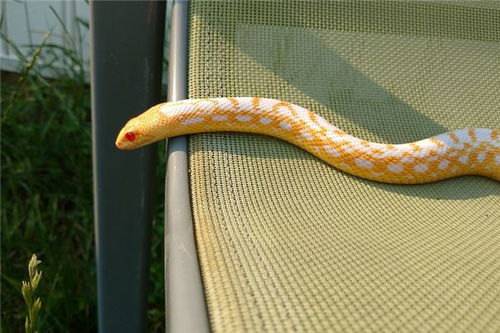 女人梦到自己被蛇咬了手：女人梦到自己被蛇咬了手，解密梦境中的隐喻与心理暗示