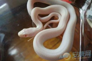 梦见被蛇咬手指头出血了：解密梦境，被蛇咬手指头出血的隐喻与启示