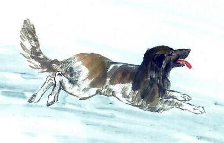 属狗1994山头火命详解：属狗1994年山头火命详解，性格特质与人生运势全解析