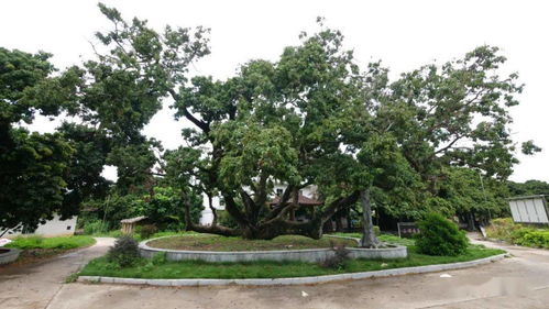 通胜万年历:通胜万年历,穿越千年的时间智慧与现代生活指南 通胜万年历:通胜万年历,穿越千年的时间智慧与现代生活指南