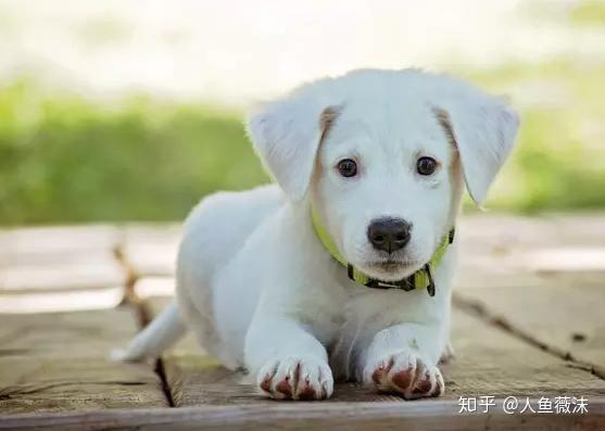 属狗的是哪几年：属狗的年份对照表，你的出生年份是狗狗的哪个轮回？