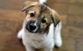 属狗的是哪几年：属狗的年份对照表，你的出生年份是狗狗的哪个轮回？