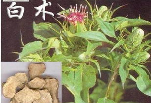 制川乌的功效与作用：制川乌的功效与作用，揭秘中药中的强筋骨圣品