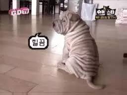 94年属狗30岁有一劫：94年属狗人30岁必知的一劫与破局之道，化解生肖劫数的关键智慧