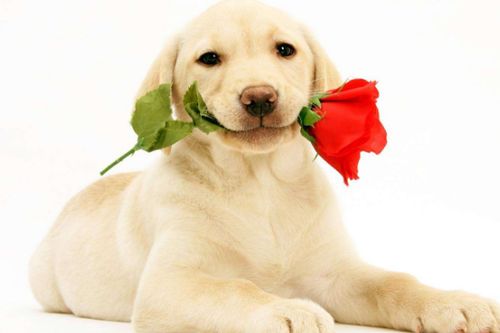 1982年9月属狗是什么命：1982年9月属狗人命运解析，福祸相依的生肖人生，揭秘你的前世今生与未来轨迹