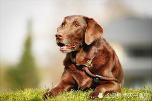 1982年9月属狗是什么命：1982年9月属狗人命运解析，福祸相依的生肖人生，揭秘你的前世今生与未来轨迹