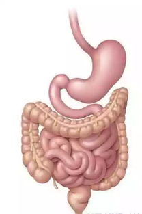 肚子咕噜响属于肠炎还是胃炎：肚子咕噜响，肠炎还是胃炎？真相在这里！