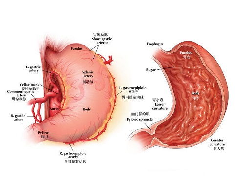 肚子咕噜响属于肠炎还是胃炎:肚子咕噜响,肠炎还是胃炎?真相在这里! 肚子咕噜响属于肠炎还是胃炎:肚子咕噜响,肠炎还是胃炎?真相在这里!