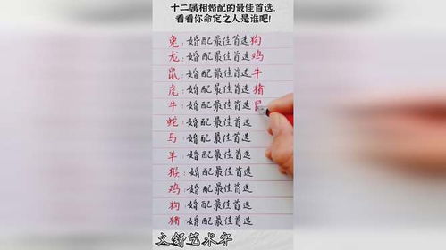 十二生肖婚配最佳配对：十二生肖婚配最佳配对，传统智慧与现代爱情观的融合指南