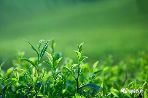 中国十大绿茶排名：中国十大绿茶排名，品味千年茶香，领略山水之灵