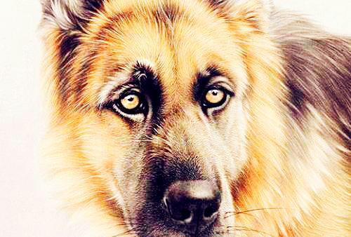 82年狗2022年必有一难：生肖狗年犯太岁的破解之道，1982年出生者2022年运势分析与化解指南