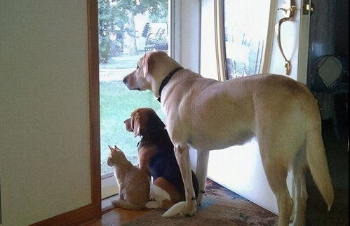 梦见小白狗：梦见小白狗，潜意识中的忠诚与陪伴