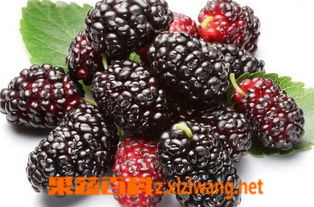 一斤桑葚泡几斤白酒：桑葚泡酒的黄金比例，一斤桑葚配几斤白酒？