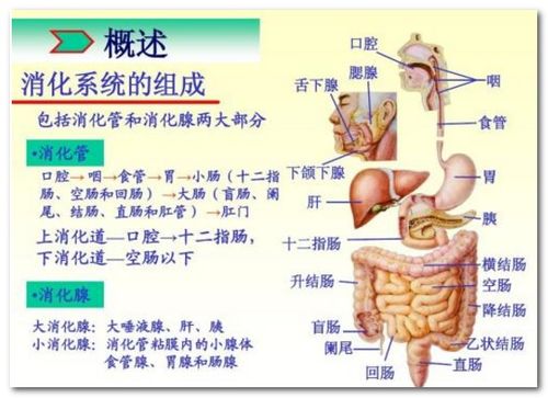 免疫系统疾病有哪些：免疫系统疾病大盘点，你了解多少？