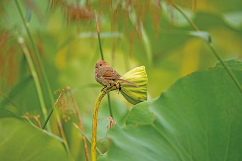 最高法提醒:这些鸟不能随意捕 最高法提醒:这些鸟不能随意捕