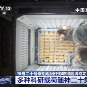 四只航天鼠完成任务回地球啦 四只航天鼠完成任务回地球啦