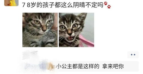 九阳新品被指玩“虐猫梗”客服回应