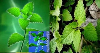 冬凌草片的功效与作用及食用方法:冬凌草片,天然草本的健康守护者 冬凌草片的功效与作用及食用方法:冬凌草片,天然草本的健康守护者