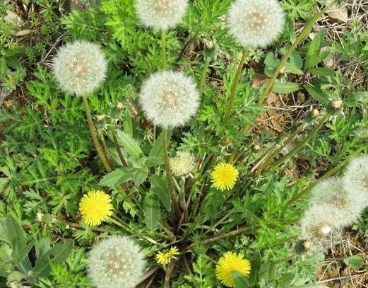 冬凌草片的功效与作用及食用方法:冬凌草片,天然草本的健康守护者 冬凌草片的功效与作用及食用方法:冬凌草片,天然草本的健康守护者