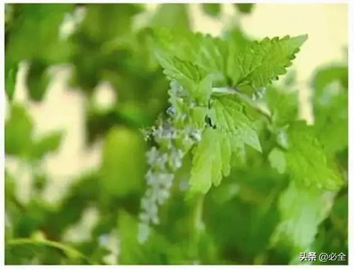 冬凌草片的功效与作用及食用方法:冬凌草片,天然草本的健康守护者