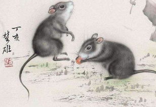 几月出生的鼠命最苦:生肖鼠的苦命真相,从传统命理到现代心理的深层解读 几月出生的鼠命最苦:生肖鼠的苦命真相,从传统命理到现代心理的深层解读