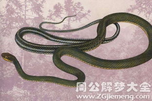 周公解梦梦见蛇钻进裤腿里:周公解梦,梦见蛇钻进裤腿里,是预示还是警示? 周公解梦梦见蛇钻进裤腿里:周公解梦,梦见蛇钻进裤腿里,是预示还是警示?