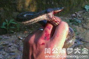 周公解梦梦见蛇钻进裤腿里：周公解梦，梦见蛇钻进裤腿里，是预示还是警示？