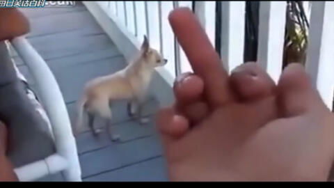 做梦狗把手指头咬了怎么回事?为什么我会在梦里被狗咬?梦境解析与应对方法 做梦狗把手指头咬了怎么回事?为什么我会在梦里被狗咬?梦境解析与应对方法