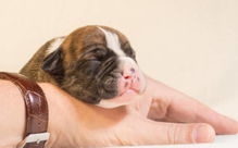 做梦狗把手指头咬了怎么回事?为什么我会在梦里被狗咬？梦境解析与应对方法