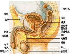 睾丸上面长疙瘩怎么回事:睾丸上方长疙瘩的原因及应对方法