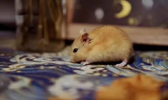 属鼠人一辈子的克星是谁:属鼠人一生宿敌曝光,这三大生肖成致命弱点,警惕被制于无形!