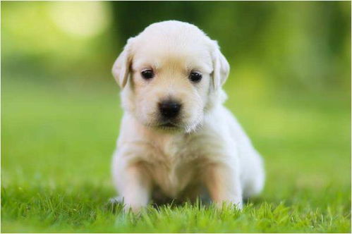 82年狗42岁是不是有一劫:本命年逢劫?1982年出生者2024年需警惕的三大挑战与化解之道 82年狗42岁是不是有一劫:本命年逢劫?1982年出生者2024年需警惕的三大挑战与化解之道