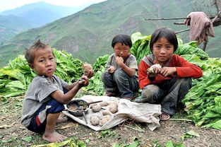 女人梦见牛粪满地:梦中的牛粪,一场关于潜意识的隐喻之旅