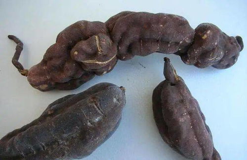 制何首乌的功效与作用：何首乌，传统中药的科学解析与实用指南