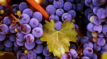 梦到摘成串的葡萄的预兆:葡萄成串,好运连连,梦到摘葡萄的神秘预兆