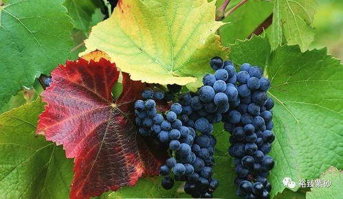 梦到摘成串的葡萄的预兆:葡萄成串,好运连连,梦到摘葡萄的神秘预兆 梦到摘成串的葡萄的预兆:葡萄成串,好运连连,梦到摘葡萄的神秘预兆