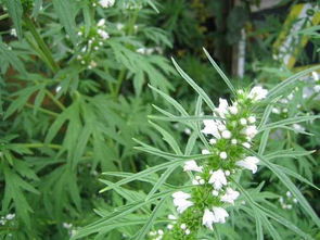 益母草的功效与主治：神奇中药—益母草的功效与主治