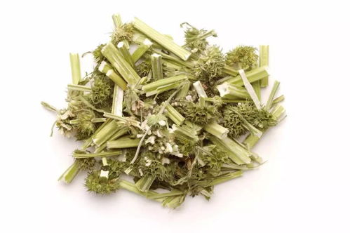 益母草的功效与主治：神奇中药—益母草的功效与主治