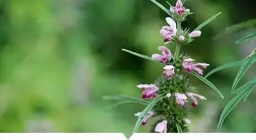 益母草的功效与主治：神奇中药—益母草的功效与主治