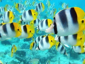 女人梦见很多小鱼预示着什么:女人梦见很多小鱼,预示着什么? 女人梦见很多小鱼预示着什么:女人梦见很多小鱼,预示着什么?