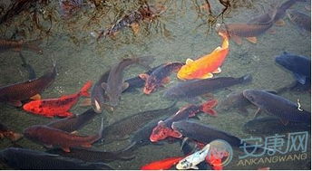 女人梦见很多小鱼预示着什么:女人梦见很多小鱼,预示着什么? 女人梦见很多小鱼预示着什么:女人梦见很多小鱼,预示着什么?