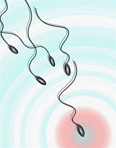 精子在体内存活几天：精子在体内能存活几天？真相让人惊讶！