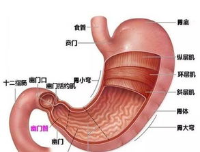 杀死幽门螺杆菌特效药：幽门螺杆菌特效药，胃病根治的关键武器