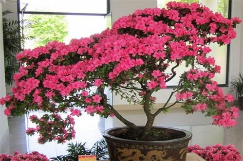 对姻缘有利的盆栽花:旺夫桃花,家居风水中的姻缘之花 对姻缘有利的盆栽花:旺夫桃花,家居风水中的姻缘之花