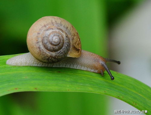 珍珠疹和尖锐湿区分图片：珍珠疹与尖锐湿疣，外观相似但性质迥异的生殖器周围皮肤问题