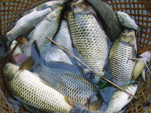 原版《周公解梦》梦见鱼:周公解梦中的鱼,传统解梦视角下的吉凶寓意