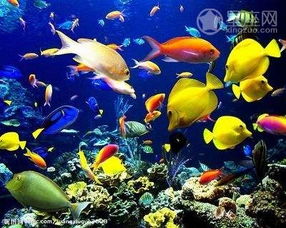 原版《周公解梦》梦见鱼:周公解梦中的鱼,传统解梦视角下的吉凶寓意 原版《周公解梦》梦见鱼:周公解梦中的鱼,传统解梦视角下的吉凶寓意