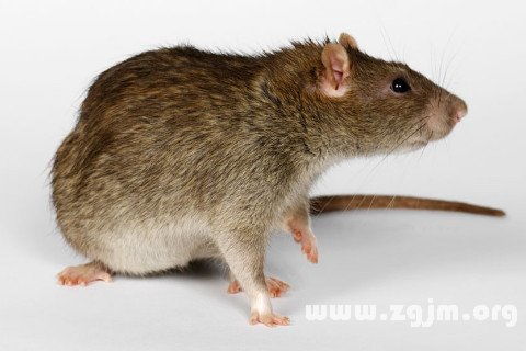 梦到打死老鼠什么征兆:梦到打死老鼠,解密梦境中的隐喻与警示