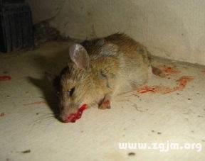 梦到打死老鼠什么征兆:梦到打死老鼠,解密梦境中的隐喻与警示 梦到打死老鼠什么征兆:梦到打死老鼠,解密梦境中的隐喻与警示